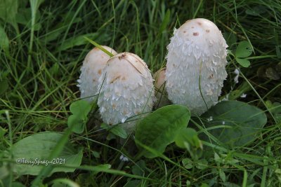 Shaggy Mane