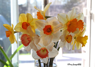 narcissus time! 