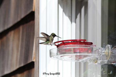 fly in! 