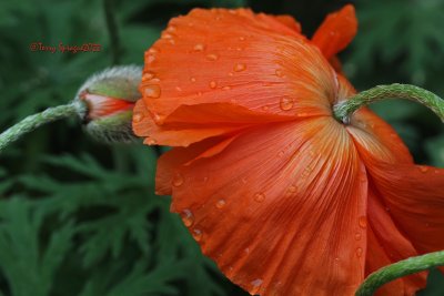 Memorial Day Poppy
