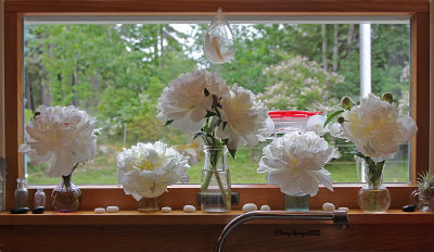 on the kitchen windowsill