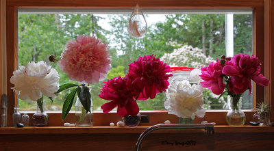 on the kitchen windowsill