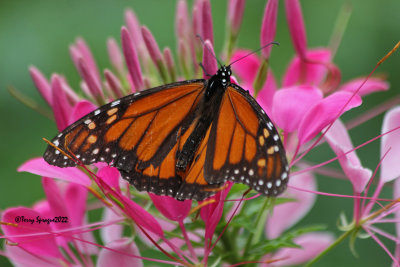 monarch on cleome