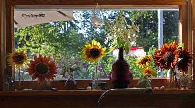on the kitchen windowsill