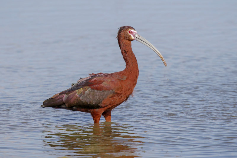 White-faced Ibis