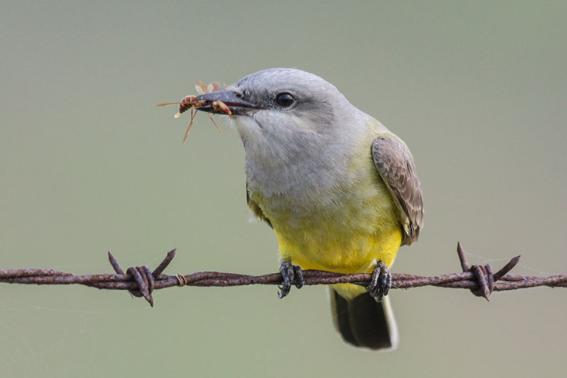Western Kingbird