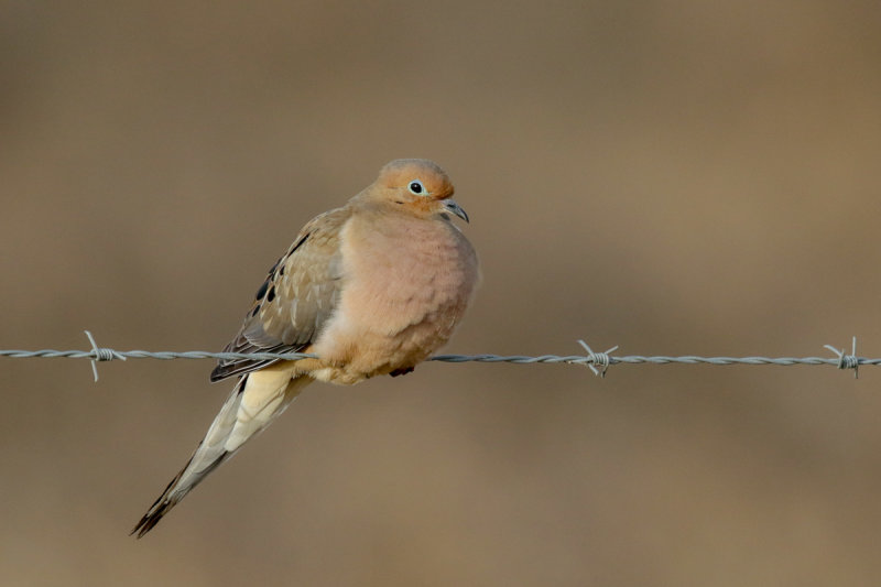 Mourning Dove