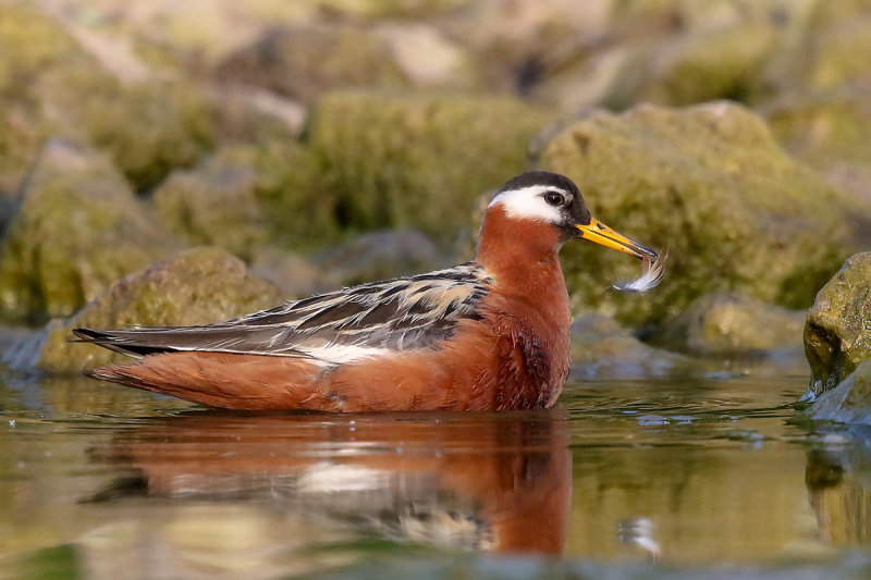 Red Phalarope