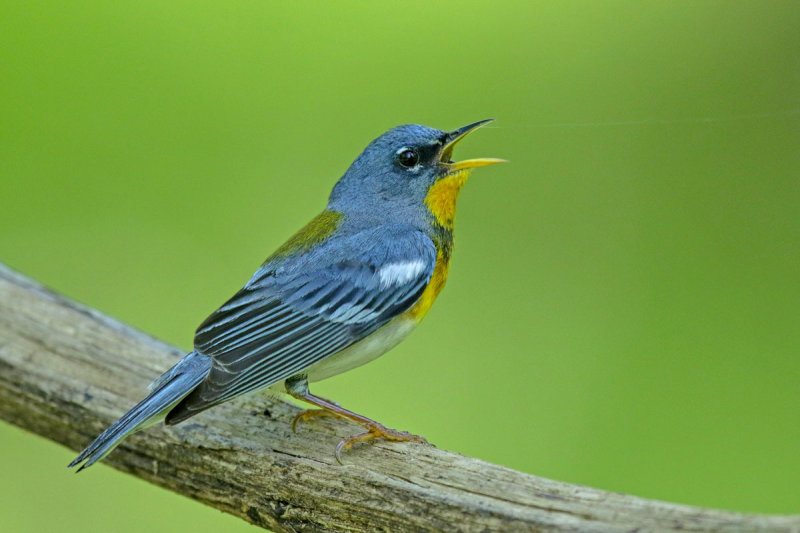 Northern Parula