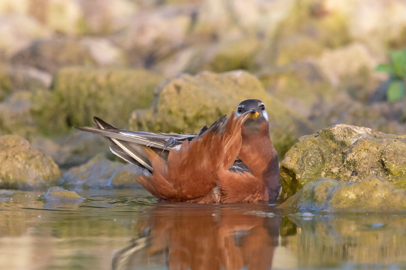 Red Phalarope
