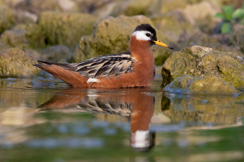 Red Phalarope