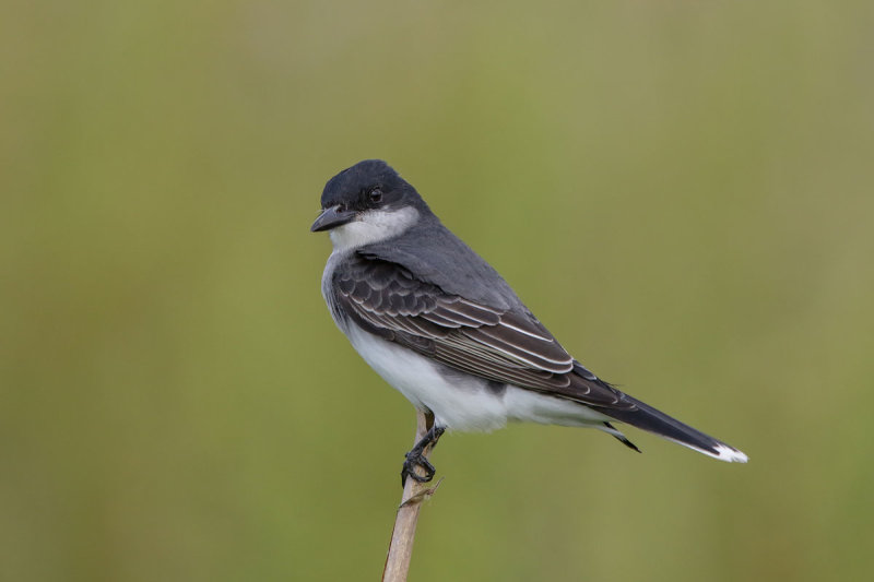 Eastern Kingbird