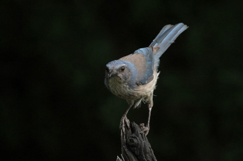 Woodhouse's Scrub Jay