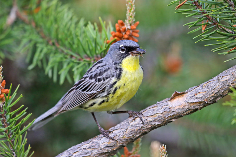 Kirtland's Warbler