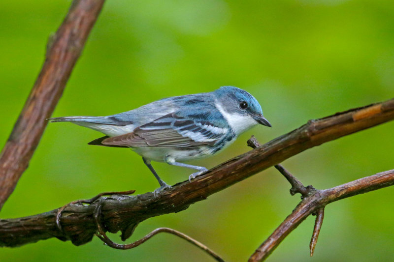 Cerulean Warbler