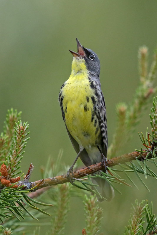 Kirkland Warbler