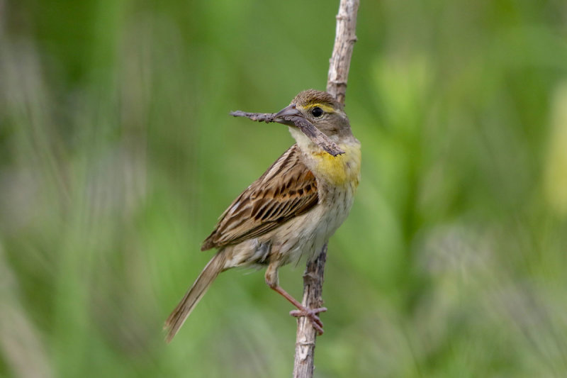 Dickcissel