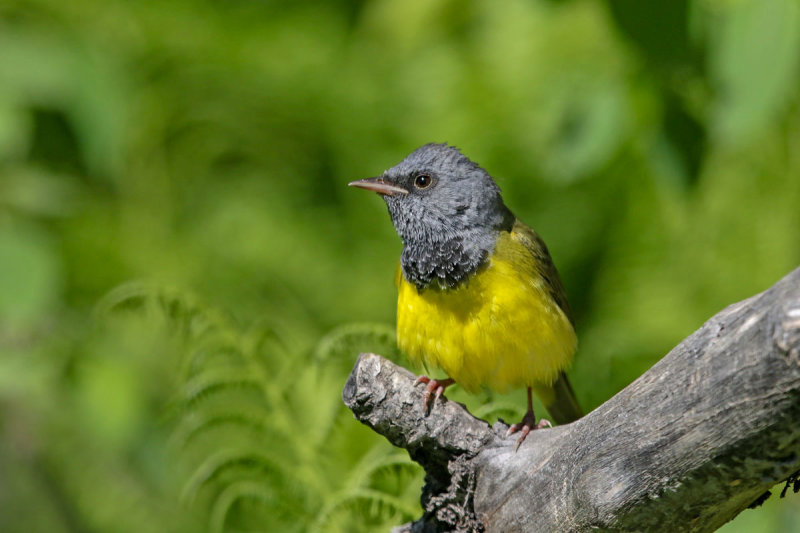 Mourning Warbler