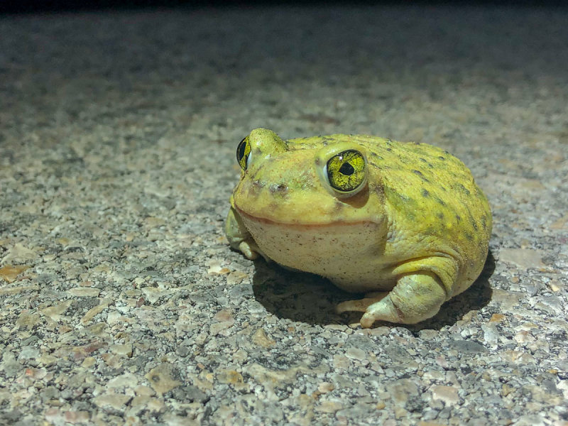 Spadefoot Toad