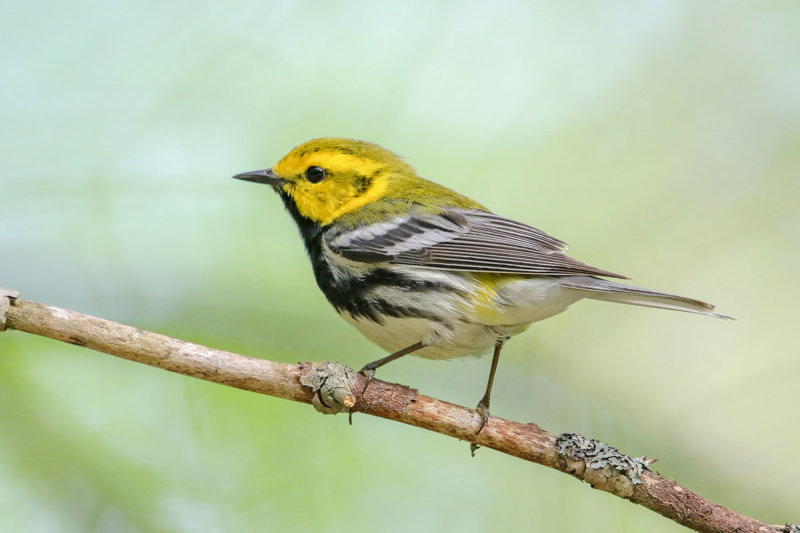 Black-throated Green Warbler