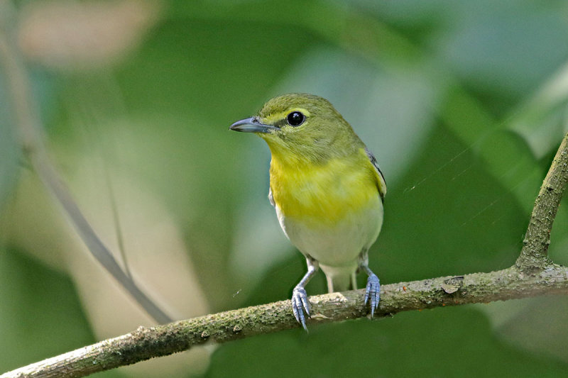 Yellow-throated Vireo