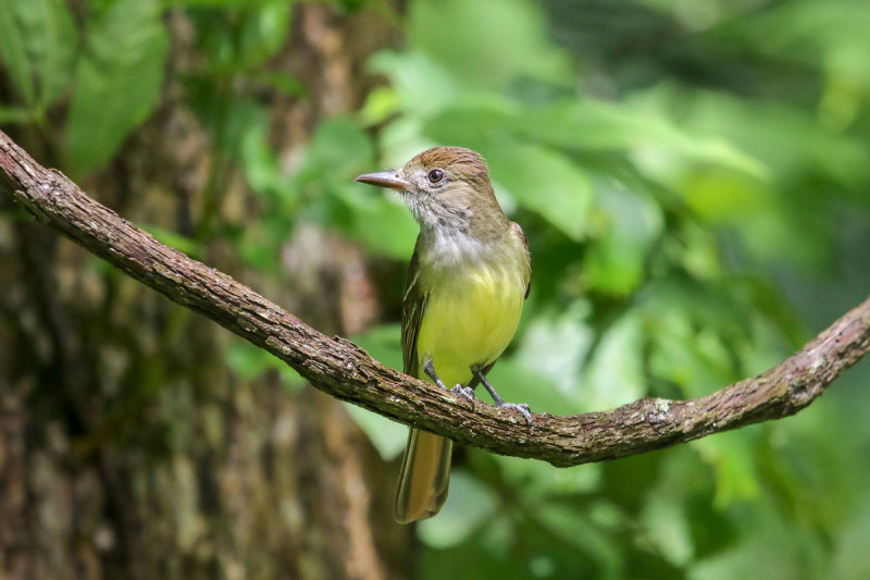 Great-crested Flycatcher