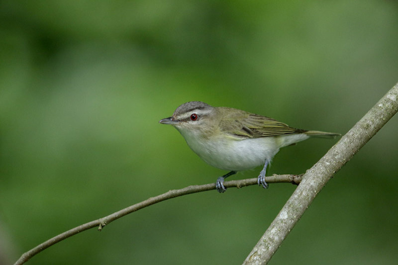 Red-eyed Vireo