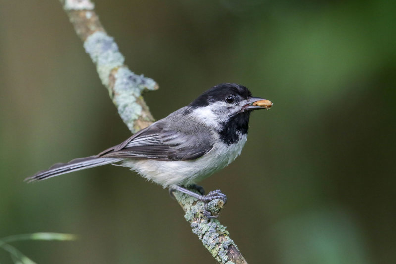 Black-capped Chickadee