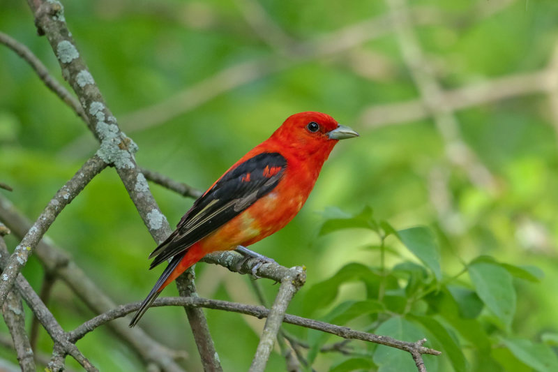 Scarlet Tanager