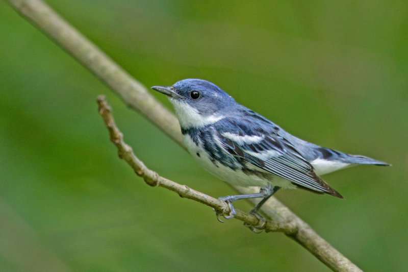 Cerulean Warbler