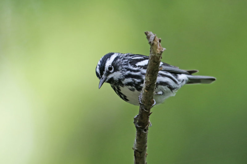 Black-and-white Warbler