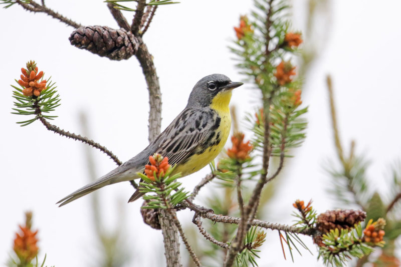 Kirtland's Warbler