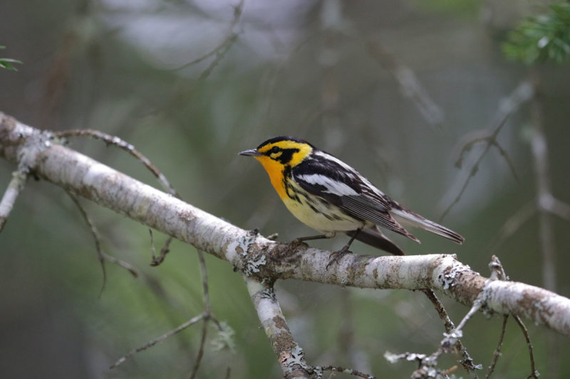 Blackburnian Warbler