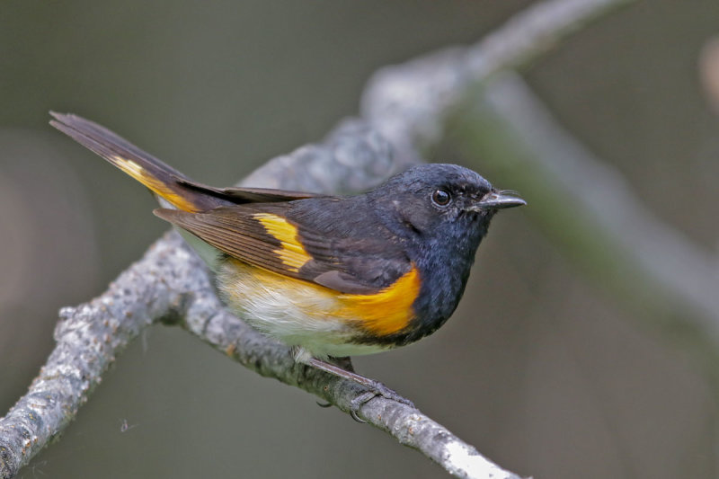 American Redstart