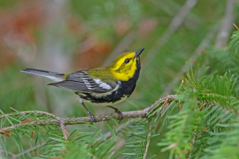 Black-throated Green Warbler