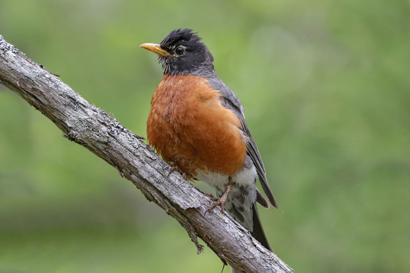 American Robin