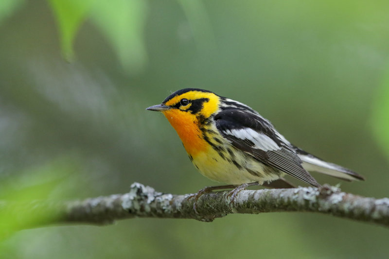 Blackburnian Warbler