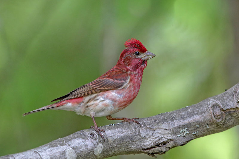 Purple Finch