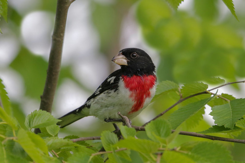 Rose-breasted Gosbeak