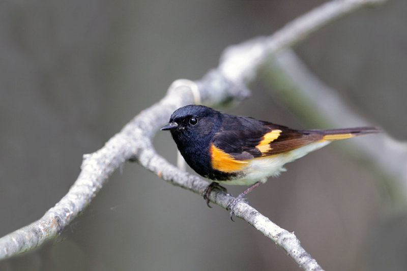 American Redstart