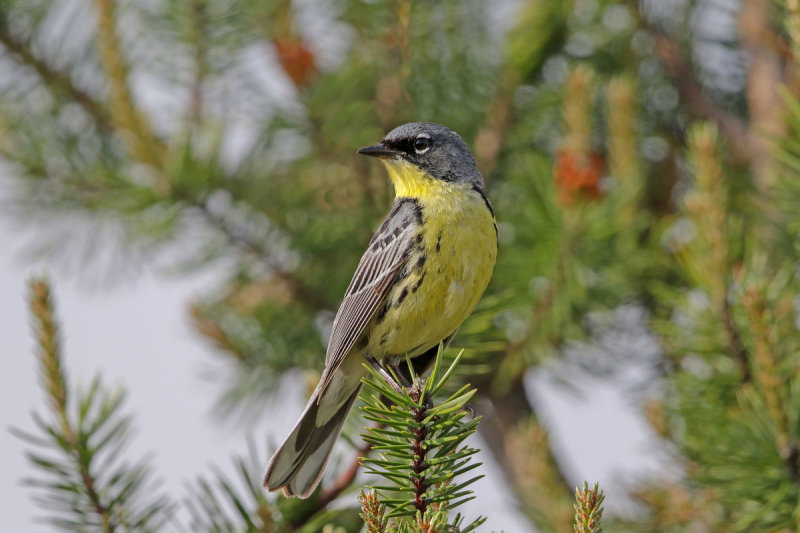 Kirtland's Warbler
