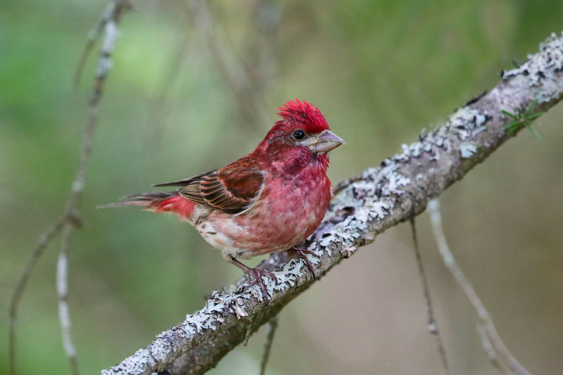 Purple Finch