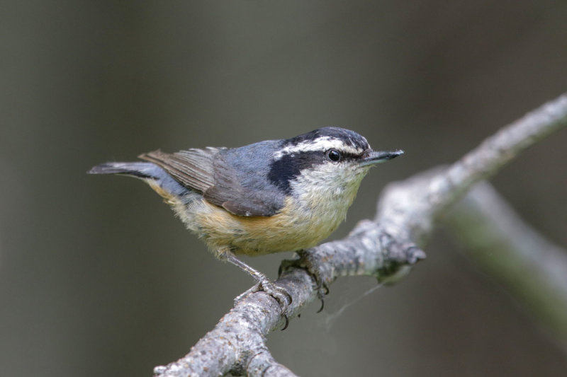 Red-breasted Nuthatch