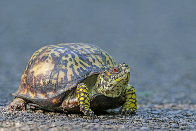 Eastern Box Turtle