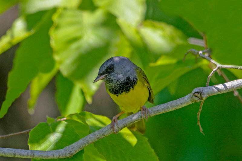 Mourning Warbler
