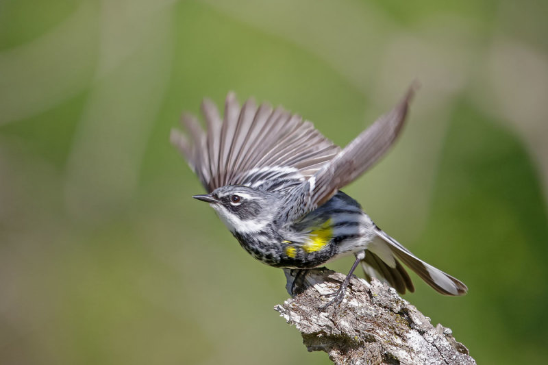 Yellow-rumped Warbler