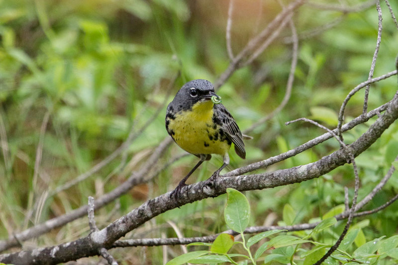 Kirtland's Warbler