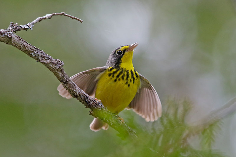 Canada Warbler