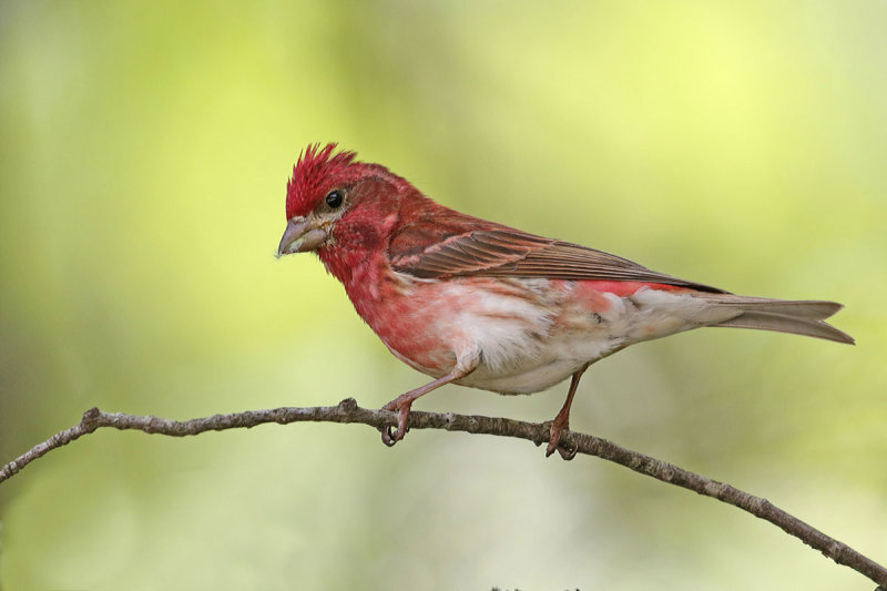 Purple Finch