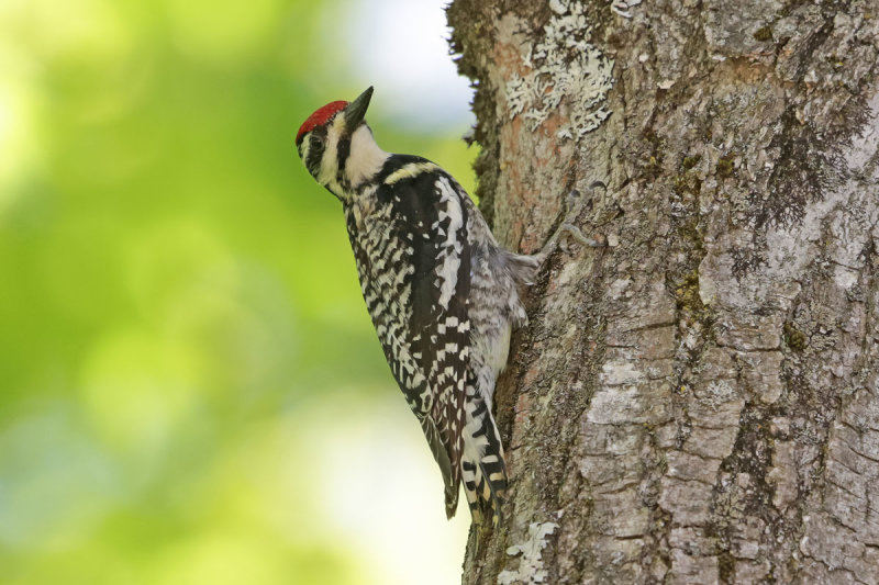 Yellow-bellied Sapsucker